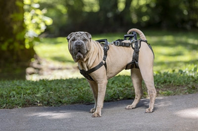 Solvit Petsafe Carelift Front And Rear