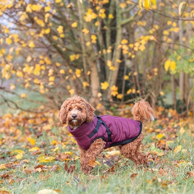 Trixie Dog Coat Pirou With Harness Sangria