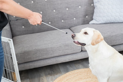 Trixie Dog Activity Target Stick Pointing Stick Assorted 14-65 Cm