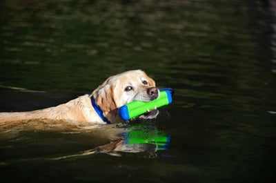 Chuckit Amphibious Bumper Assorted