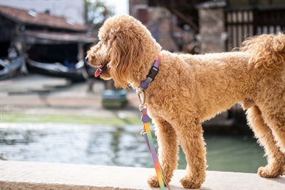 Morso Dog Lead Adjustable Recycled Spring Blossom