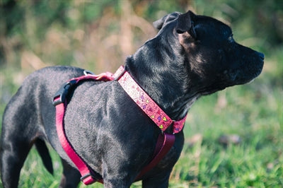 Morso Dog Harness H-Harness Recycled Pink Think Pink