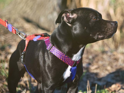 Morso Dog Harness H-Harness Recycled Urban Lizard Red