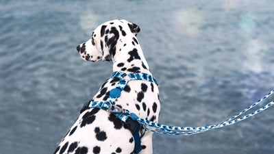 Morso Adjustable Dog Lead Recycled Splash Blue