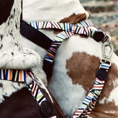 Morso Norwegian Dog Harness Recycled Spaghetti Incident