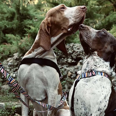 Morso Norwegian Dog Harness Recycled Spaghetti Incident