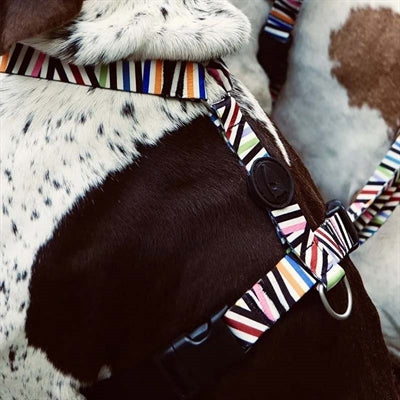 Morso Dog Harness H-Harness Recycled Spaghetti Incident