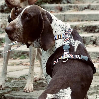 Morso Dog Harness H-Harness Recycled Spaghetti Incident