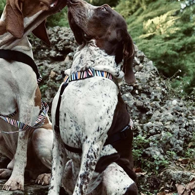 Morso Dog Harness H-Harness Recycled Spaghetti Incident