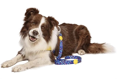Morso Dog Lead Recycled Color Invaders Purple
