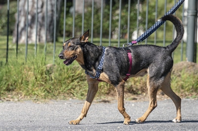 Morso Dog Harness H-Harness Recycled Power Flow Black
