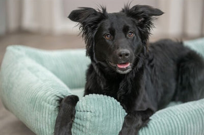 Trixie Dog Bed Vital Jonna Corduroy Sage Green