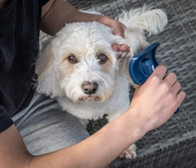 Mikki Doodle Grooming Kit With Comb And Slicker Brush