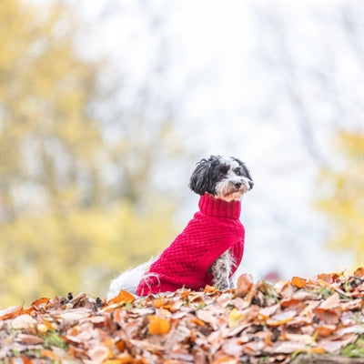 Trixie Dog Sweater Norwood Red