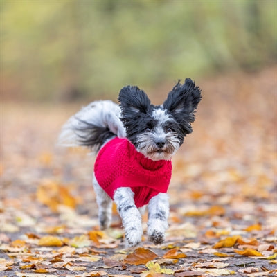 Trixie Dog Sweater Norwood Red