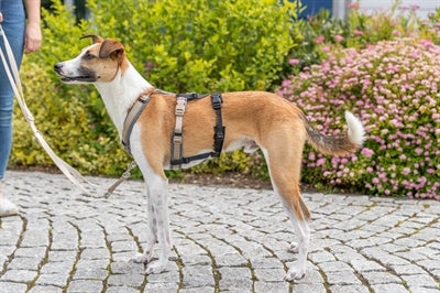 Trixie Panic Adapter Stay For Harnesses Black