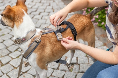 Trixie Panic Adapter Stay For Harnesses Black