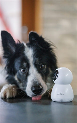 Numaxes Eyenimal Pet Vision Live Hd Camera Without Sound Detection