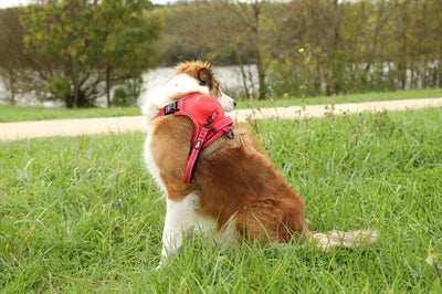 Zolux Easyride Dog Harness Red
