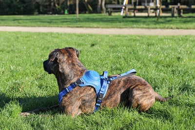 Zolux Easyride Dog Harness Blue