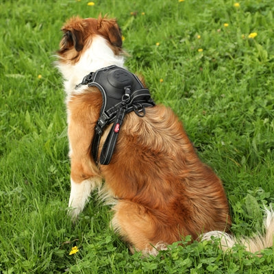 Zolux Easyride Dog Harness Black