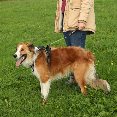 Zolux Easyride Dog Harness Black