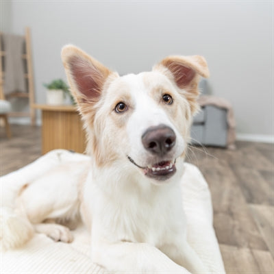 Trixie Vital Dog Bed Jonna Corner Ribbed Velvet Cream