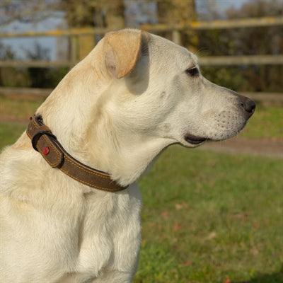 Zolux Expert Collar Dog Premium Leather / Neoprene Brown